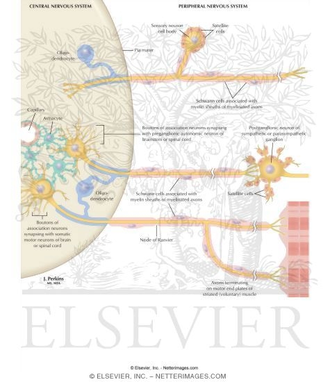 Watermarked preview of labeled image: Myelination of CNS and PNS Axons