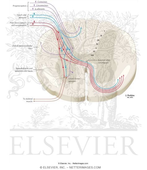 Watermarked preview of labeled image: Somatosensory Afferents to the Spinal Cord