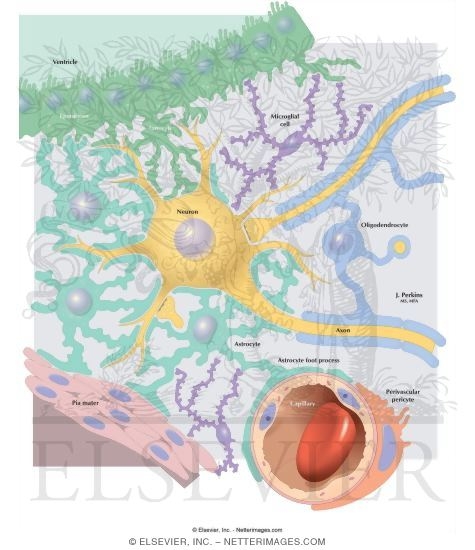 Glial Cell Types