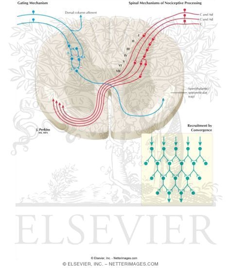 Watermarked preview of labeled image: Spinothalamic and Spinoreticular Nociceptive Processing in the Spinal Cord