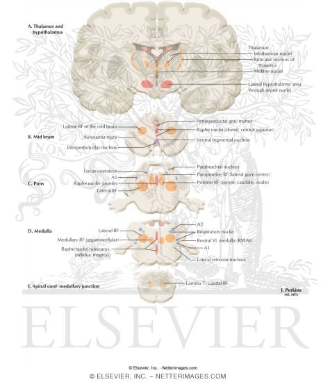 Reticular Formation: Nuclei and Areas in the Brain Stem and Diencephalon