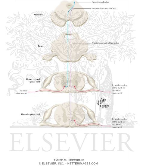 Tectospinal Tract and Interstitiospinal Tract