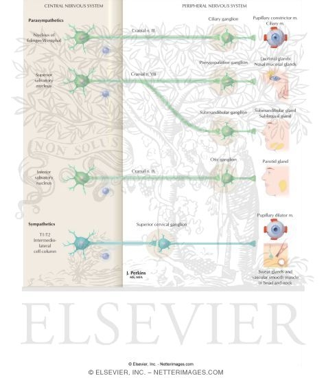 Watermarked preview of labeled image: Schematic of Autonomic Distribution to the Head and the Neck