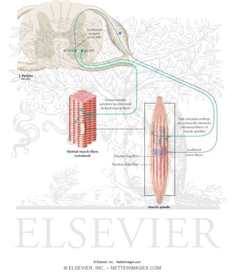 Alpha and Gamma Lower Motor Neurons