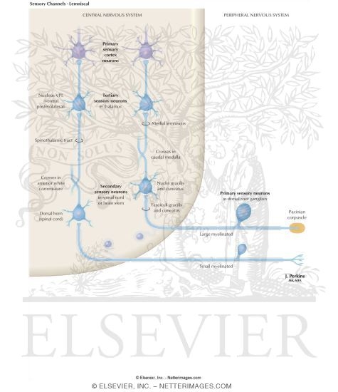 Sensory Channels: Lemniscal
