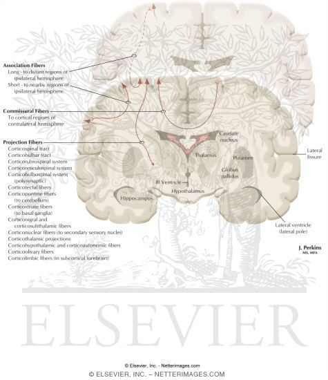 Watermarked preview of labeled image: Efferent Connections of the Cerebral Cortex