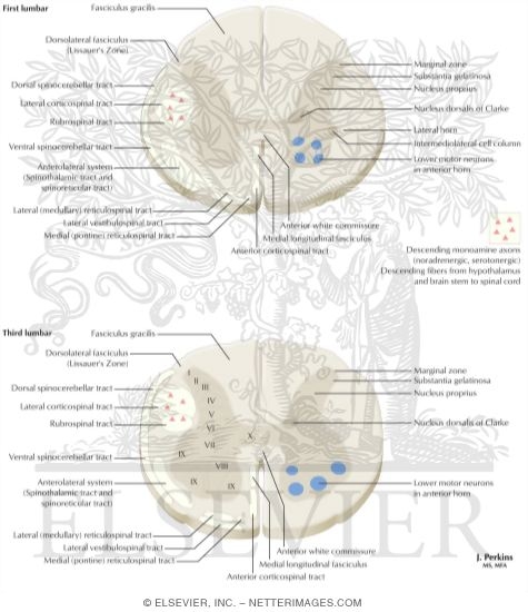 Watermarked preview of labeled image: Spinal Cord Levels: Lumbar