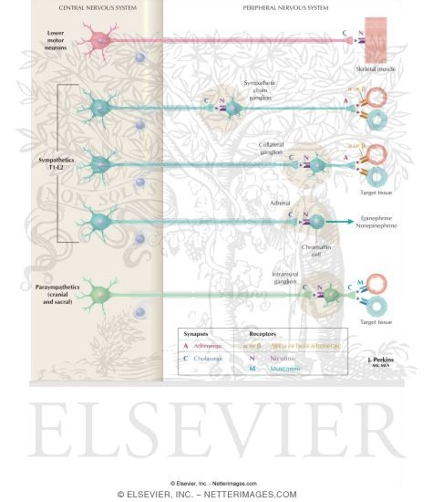 Watermarked preview of labeled image: Schematic of Cholinergic and Adrenergic Distribution to Motor and Autonomic Structures
