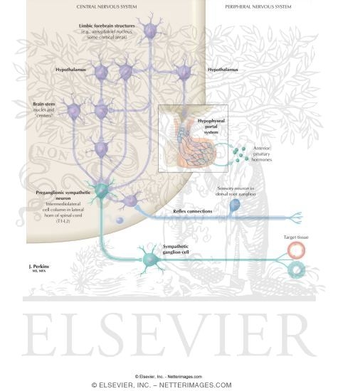 Watermarked preview of labeled image: Autonomic Channels