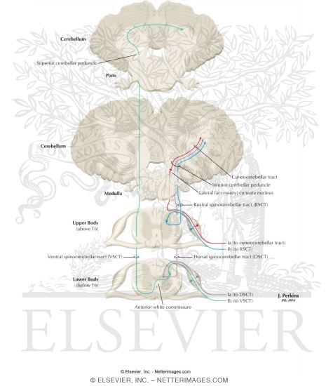 Somatosensory System: Spinocerebellar Pathways