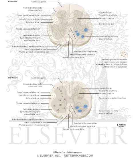Watermarked preview of labeled image: Spinal Cord Levels: Sacral