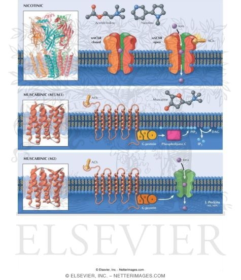 Watermarked preview of labeled image: Cholinergic Receptors