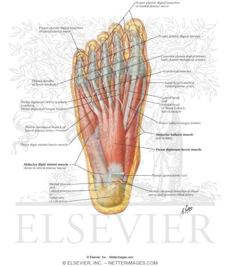 Muscles of Sole of Foot: First Layer