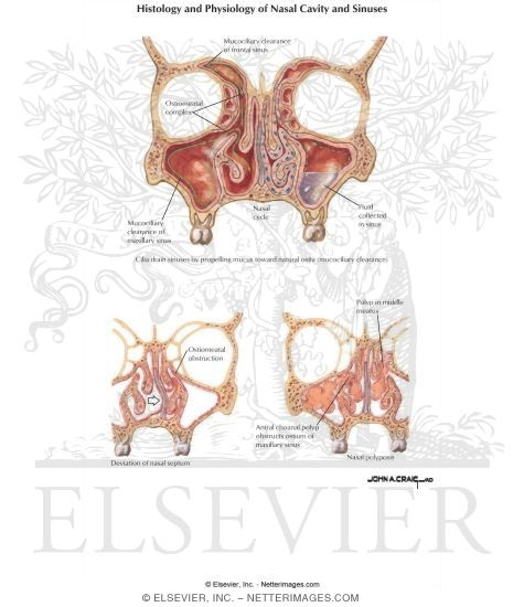 Watermarked preview of labeled image: Histology and Physiology of Nasal Cavity and Sinuses