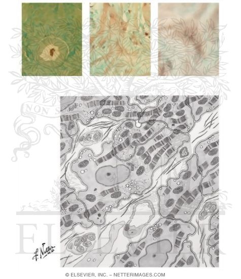 Watermarked preview of unlabeled image: Anatomy of the Specialized Conduction System