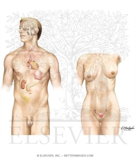 Endocrine System