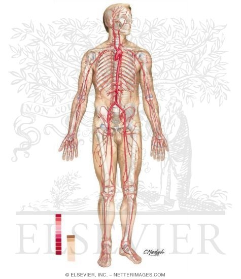 Watermarked preview of unlabeled image: Arteries and Pulses