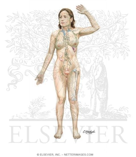 Lymphatic System
