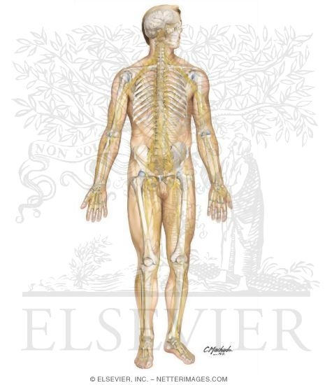 Nervous System: Organization