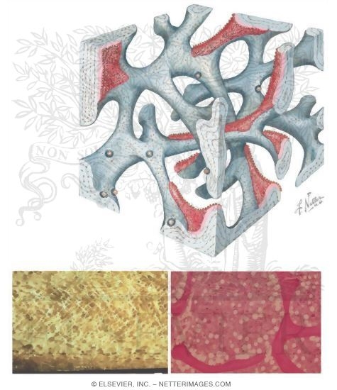 Watermarked preview of unlabeled image: Structure of Trabecular Bone