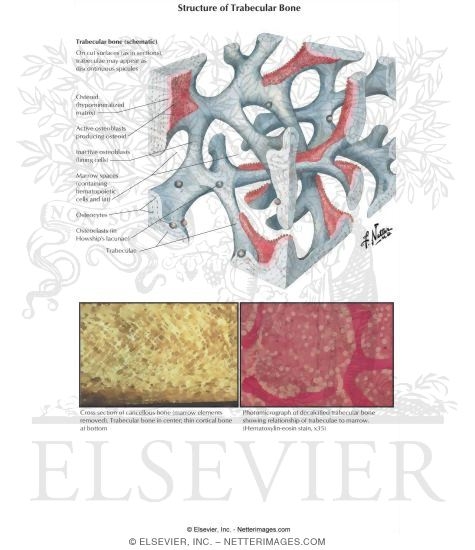 Structure of Trabecular Bone