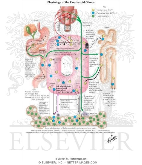 Watermarked preview of labeled image: Physiology of the Parathyroid Glands