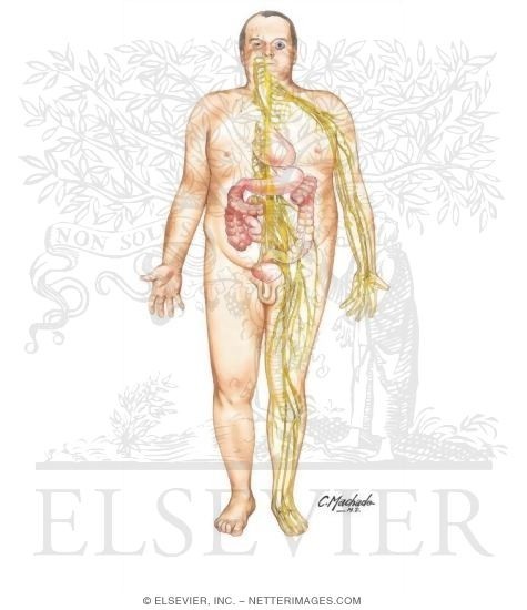 Watermarked preview of unlabeled image: Visible Man: Organs Affected By Diabetic Neuropathy