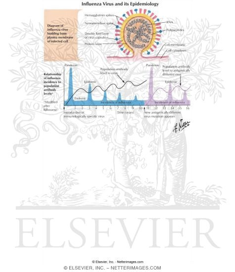 Watermarked preview of labeled image: Influenza Virus and Its Epidemiology