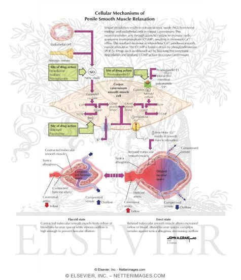 Watermarked preview of labeled image: Erectile Dysfunction
Cellular Mechanisms of Penile Smooth Muscle Relaxation