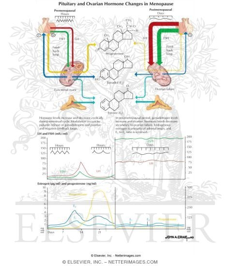 Watermarked preview of labeled image: Pituitary and Ovarian Hormone Changes in Menopause