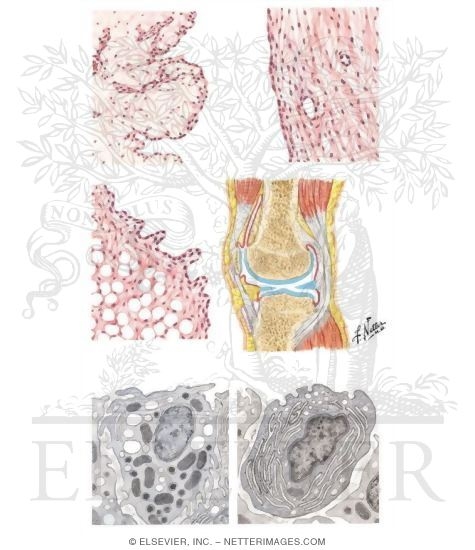 Structure and Function of Synovial Membrane