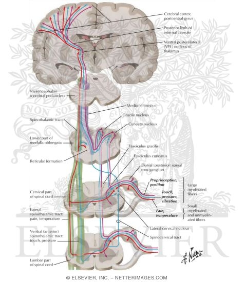 Watermarked preview of labeled image: Somesthetic System: Body