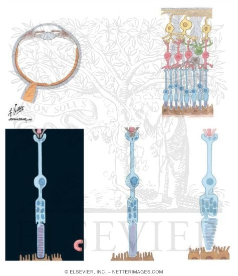 Watermarked preview of unlabeled image: The Retina and Photoreceptors