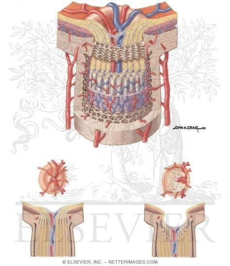 Anatomy of the Optic Nerve