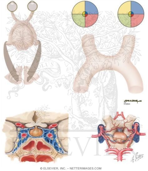 Anatomy and Relations of Optic Chiasm