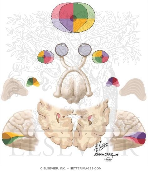 Optic Radiations