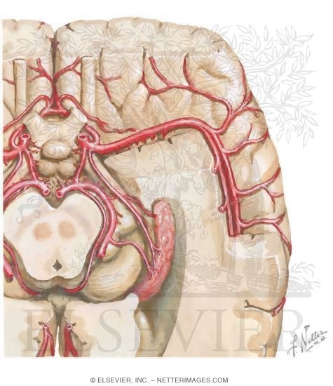 Watermarked preview of unlabeled image: Arteries of Brain: Inferior Views