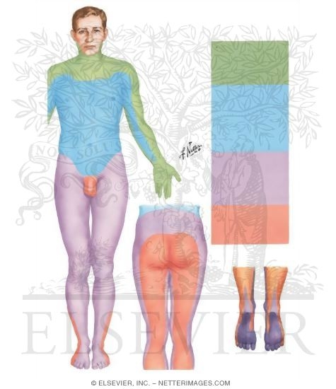 Sensory Impairment Related to Level of Spinal Cord Injury