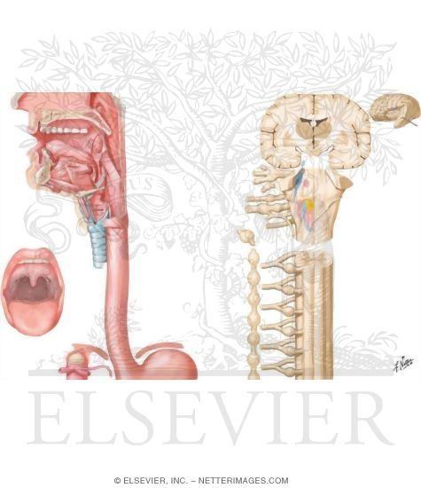 Watermarked preview of unlabeled image: Neuroregulation of Deglutition