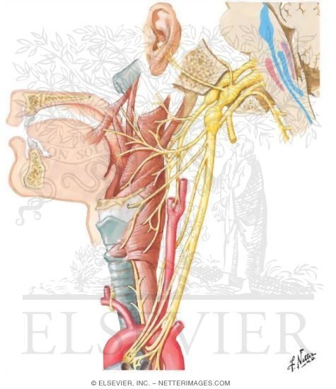 Vagus Nerve (X): Schema