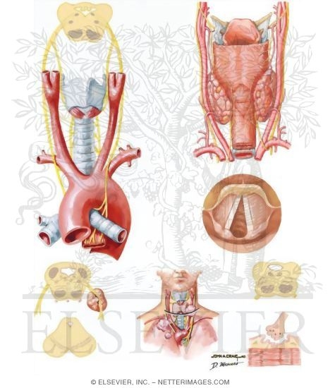 Innervation of Larynx