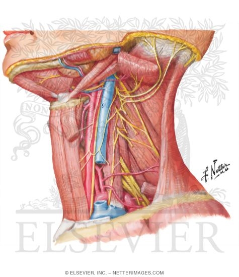 cervical plexus