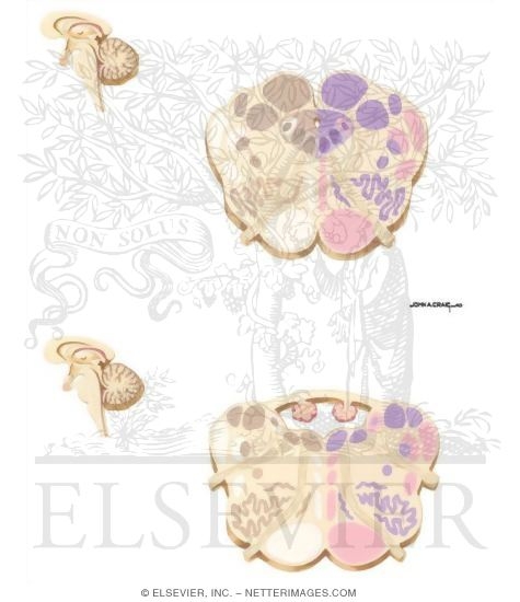 Watermarked preview of unlabeled image: Hypoglossal Nerve Intermedullary Course