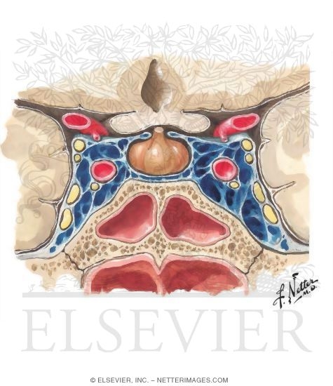 適当な価格 Cavernous Sinus and Its Cranial Nerves 健康・医学