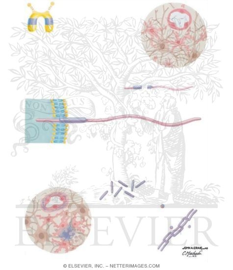 Watermarked preview of unlabeled image: Amyloidogenesis in Alzheimer's Disease