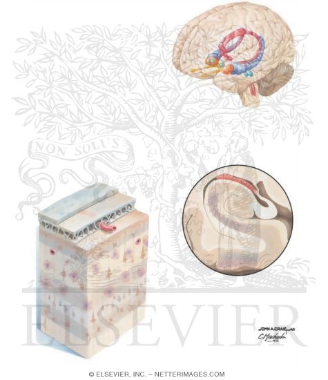Watermarked preview of unlabeled image: Distribution of Pathology In Alzheimer Disease