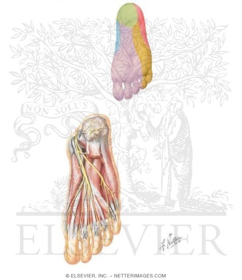 Watermarked preview of unlabeled image: Tibial Nerve
