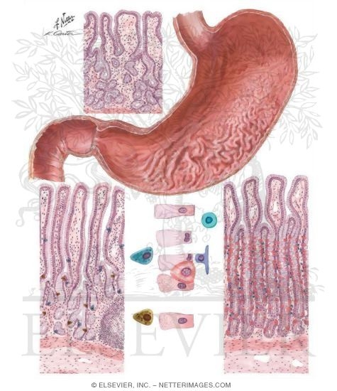 Watermarked preview of unlabeled image: Mucosa of the Stomach