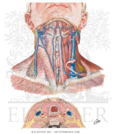 Anatomy of the Thyroid and Parathyroid Glands