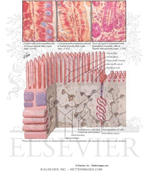 Epithelium of the Small Intestine
Small Intestine II - Structure
Structure of Small Intestine